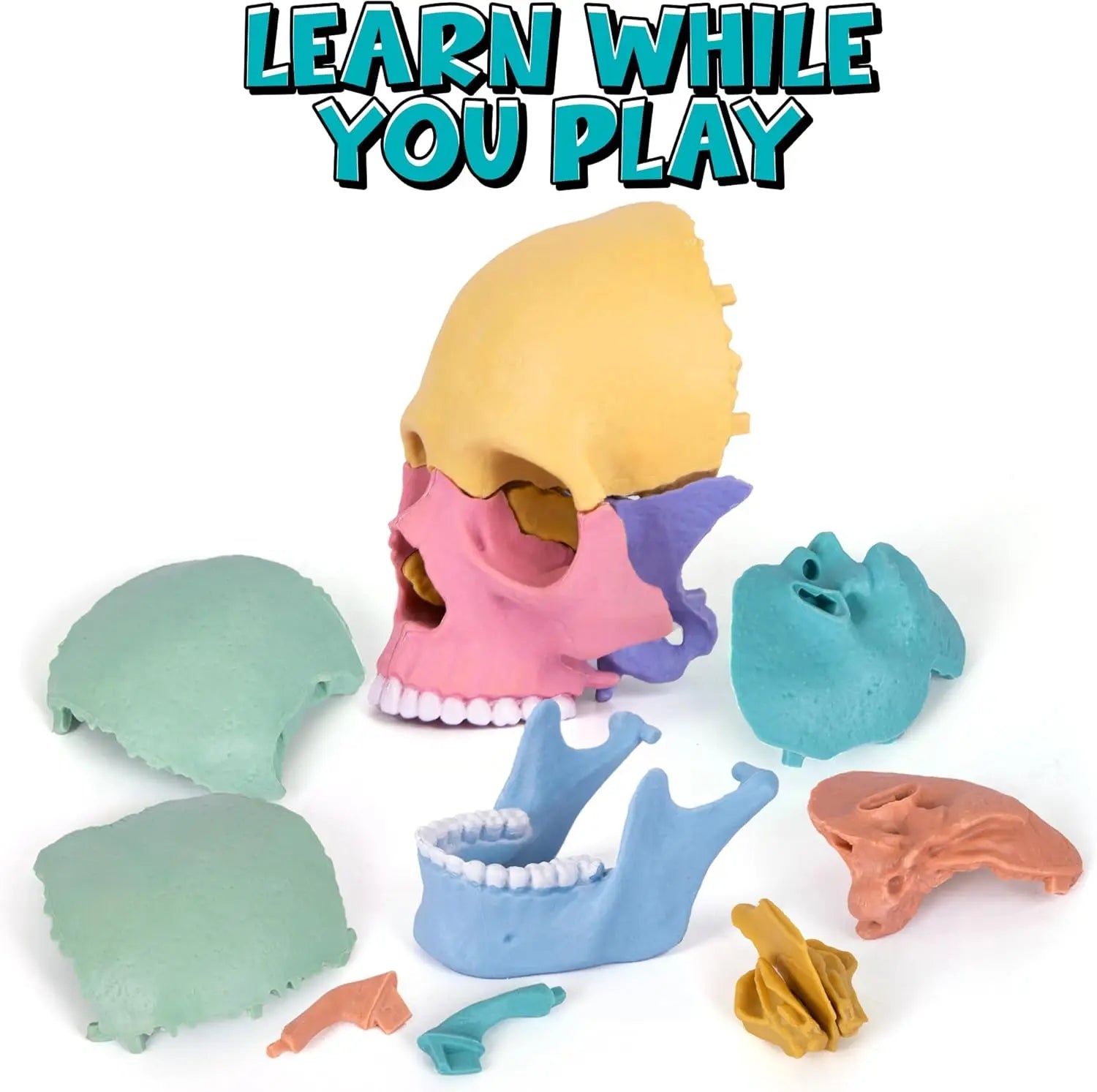 KTX-379027 3D Anatomy Puzzle Toy - Human Skull Model with 10 Educational Cards for Kids
