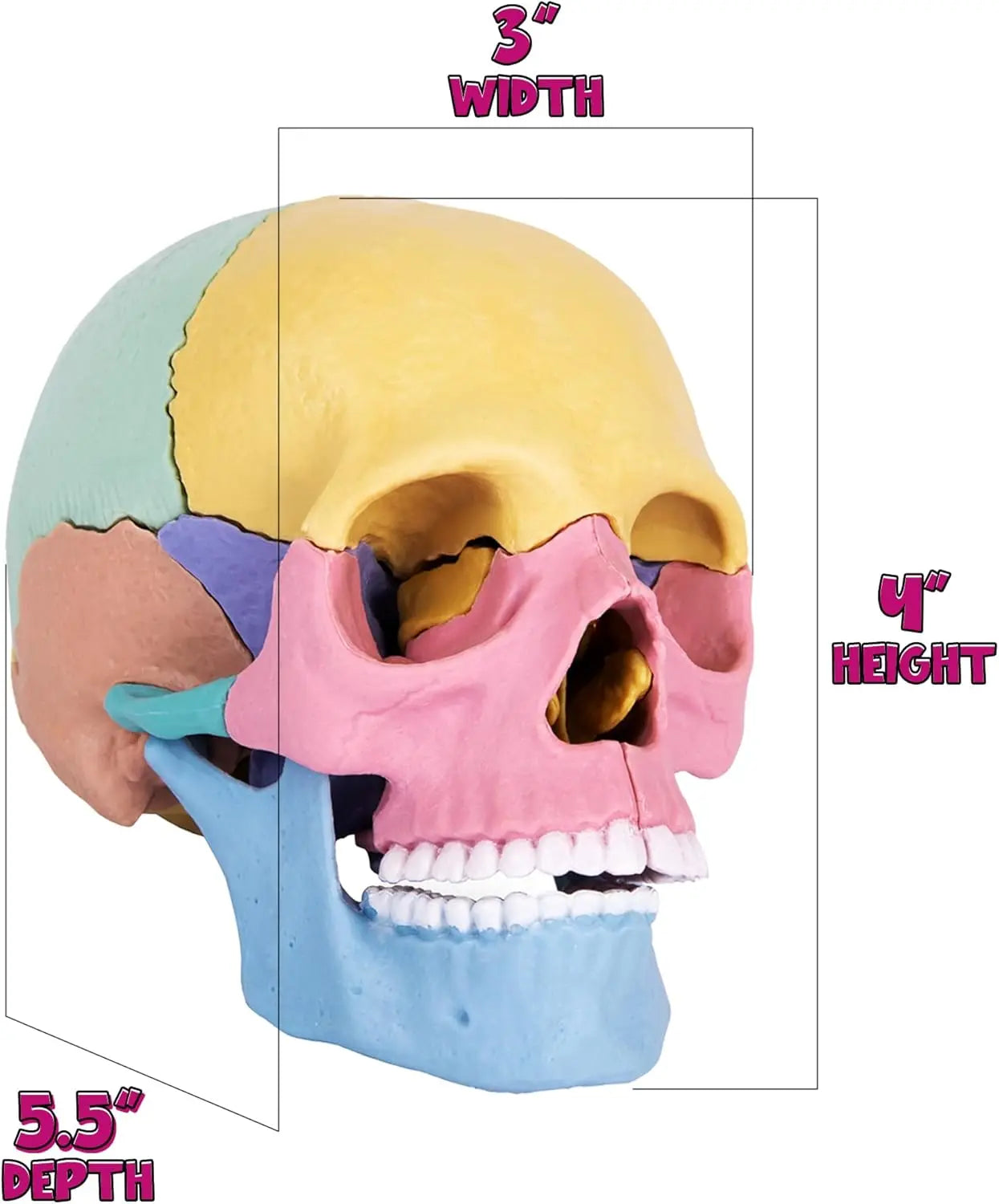 KTX-379027 3D Anatomy Puzzle Toy - Human Skull Model with 10 Educational Cards for Kids