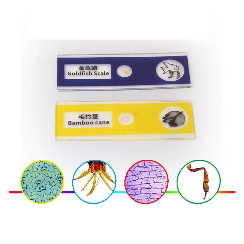 KTX-777299 Student Biology Teaching Microscope with Prepared Animal and Plant Slides for Educational Use