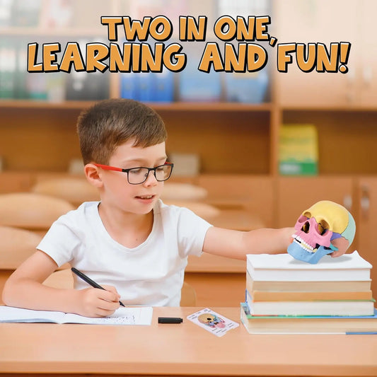 KTX-379027 3D Anatomy Puzzle Toy - Human Skull Model with 10 Educational Cards for Kids