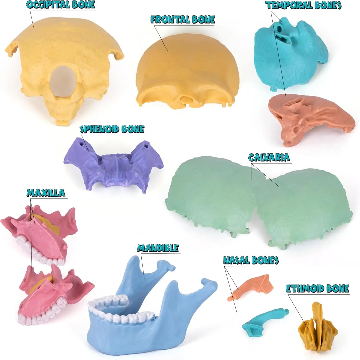 KTX-379027 3D Anatomy Puzzle Toy - Human Skull Model with 10 Educational Cards for Kids