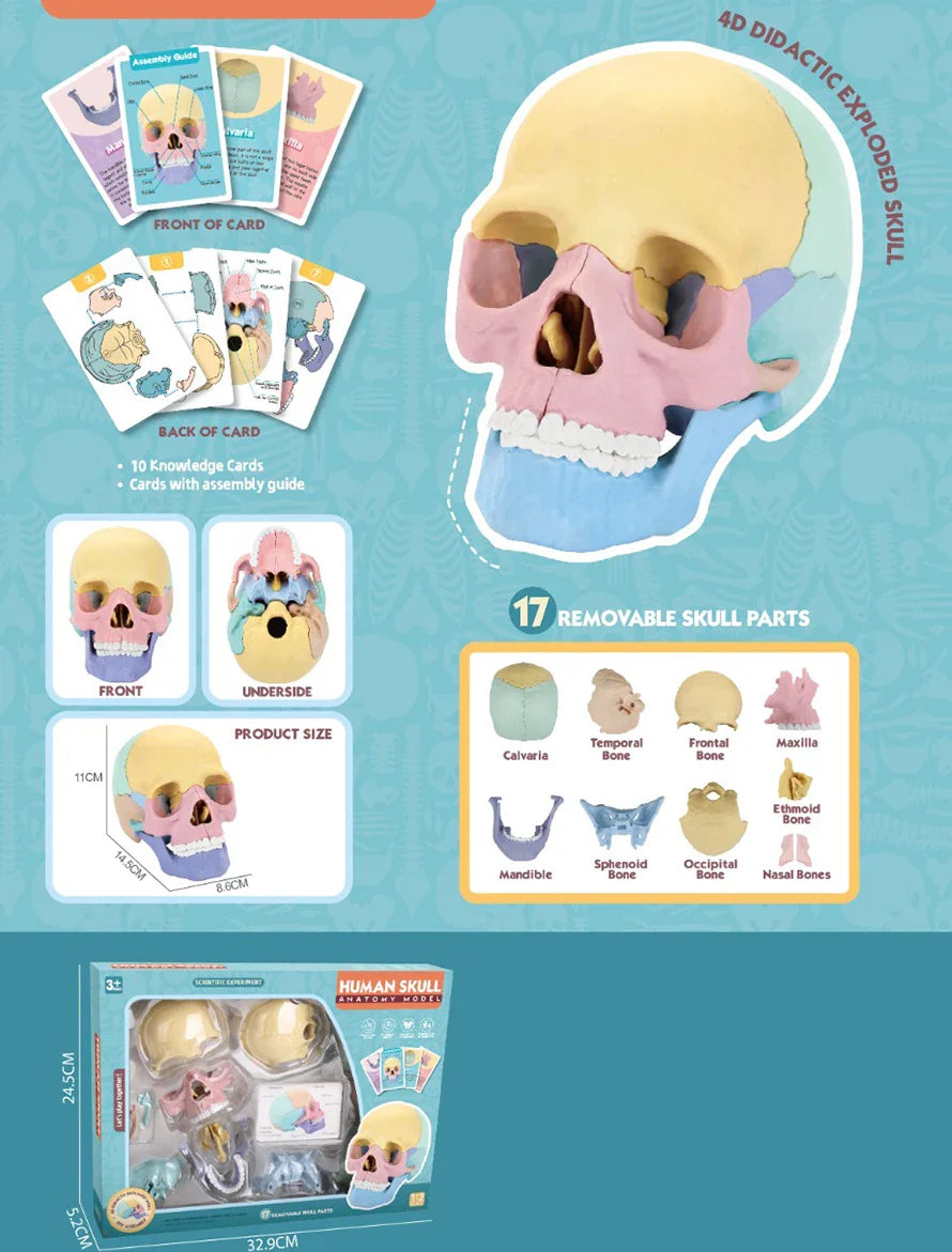 KTX-379027 3D Anatomy Puzzle Toy - Human Skull Model with 10 Educational Cards for Kids