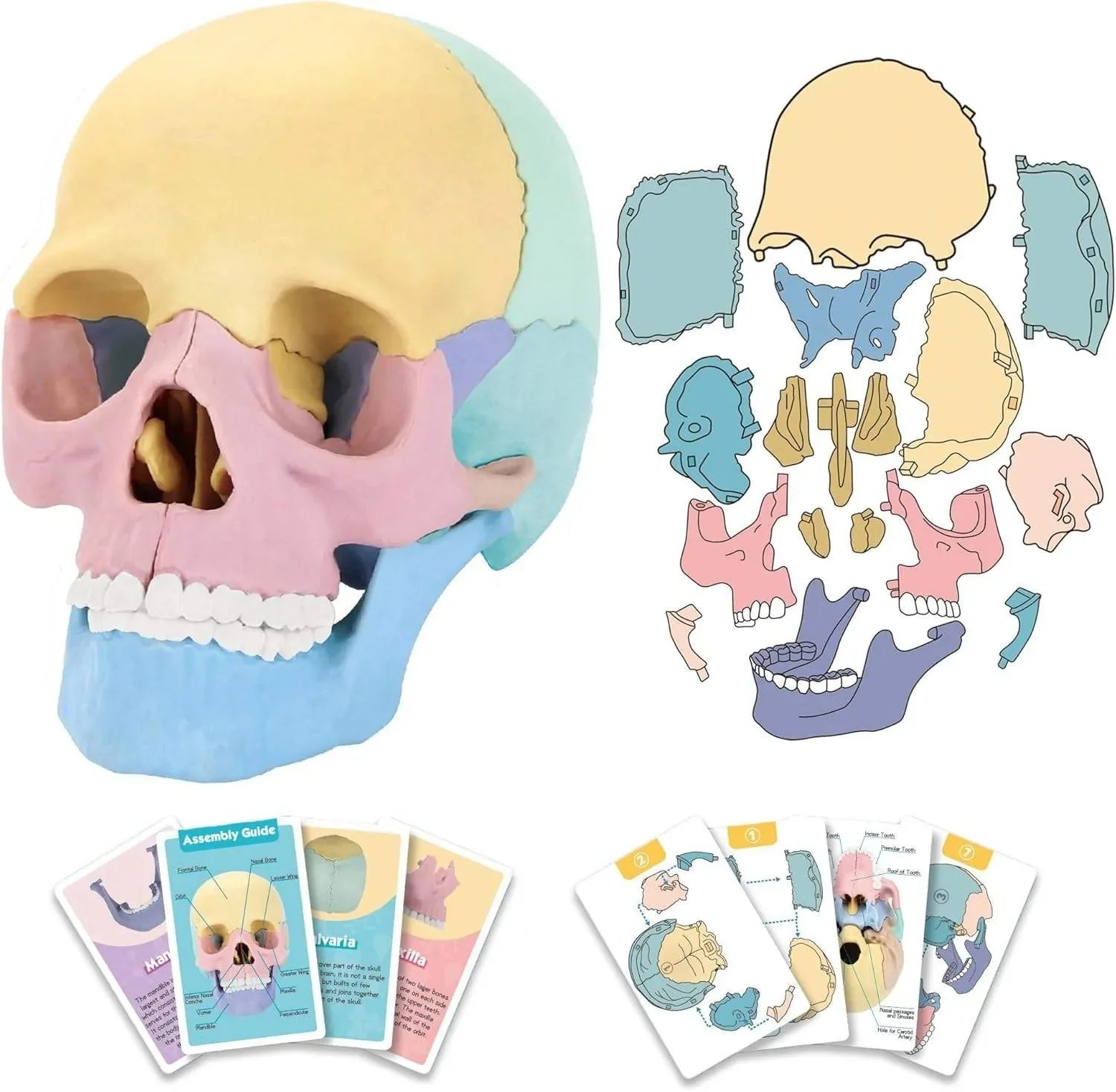 KTX-379027 3D Anatomy Puzzle Toy - Human Skull Model with 10 Educational Cards for Kids
