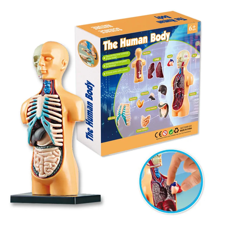 KTX-664339 Mini Human Anatomy Model for Kids Education in Primary Schools
