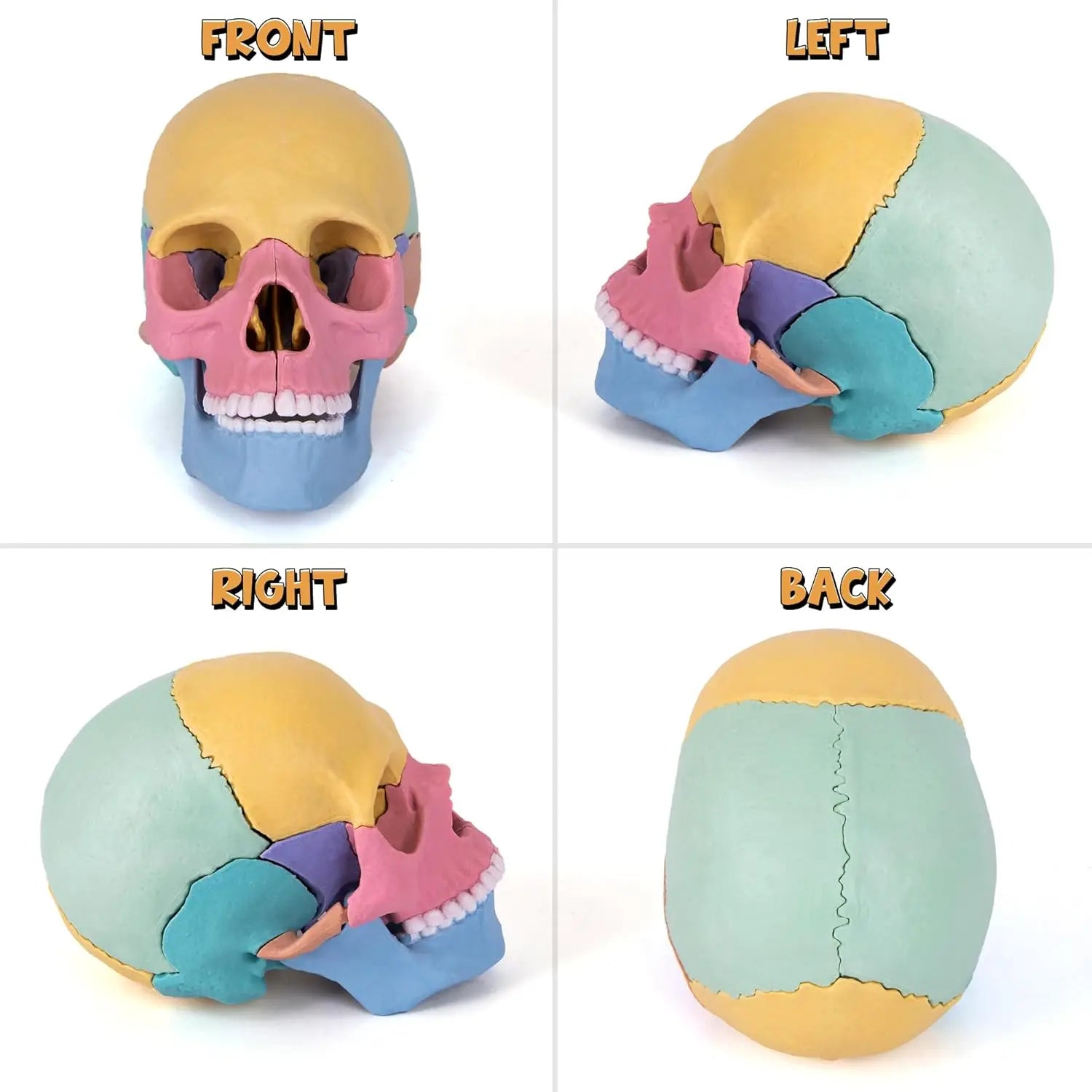 KTX-379027 3D Anatomy Puzzle Toy - Human Skull Model with 10 Educational Cards for Kids