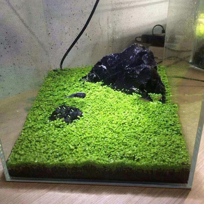 JMT-576586 Aquatic Mud for Fish Tanks - 2.5 kg Water Plant Fertilizer and Silt for Aquascaping