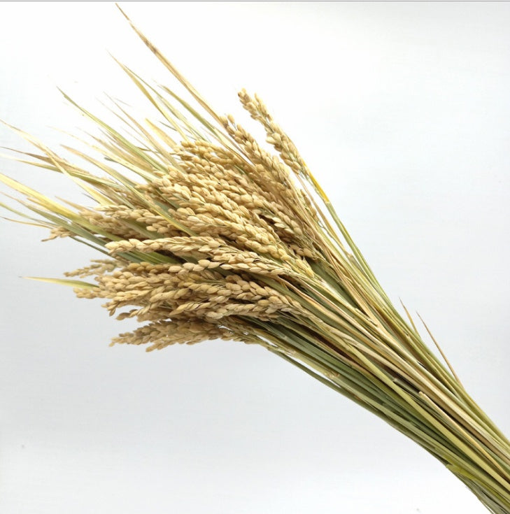KTX-070867 Natural Dried Pampas Reed Wedding Bouquet with Assorted Grasses and Lotus Decorations