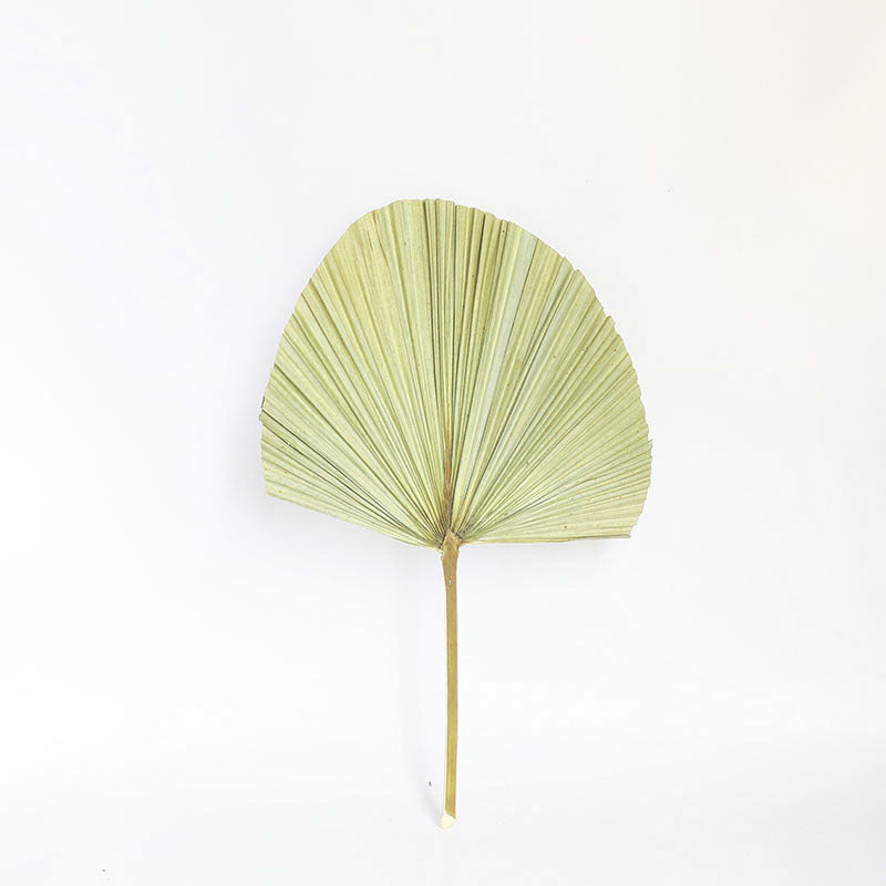 KTX-093651 Natural Dried Brown Palm Leaf for Home Decor - Large Size, 40-45cm Length, Various Styles Available