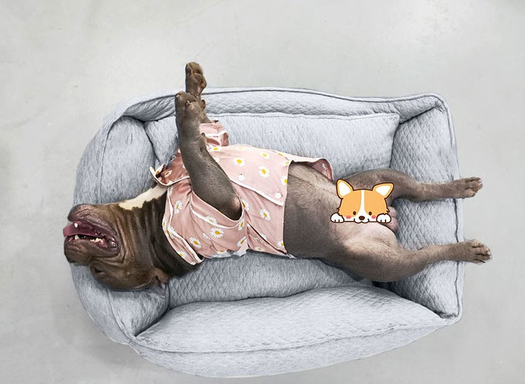 KTX-115347 Cozy Nordic Gray Teddy for Golden Retrievers - Autumn and Winter L-70*56 Suitable for 98 lbs