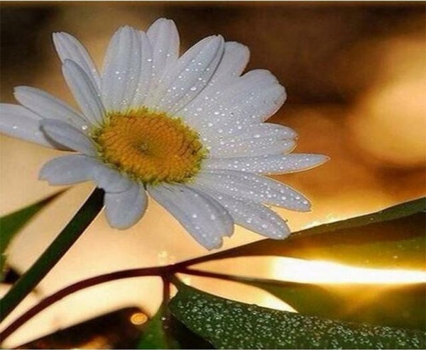 KTX-200787 White Dahlia DIY Painting by Numbers Kit - Unframed Linen Canvas with 24 Colors and Brushes