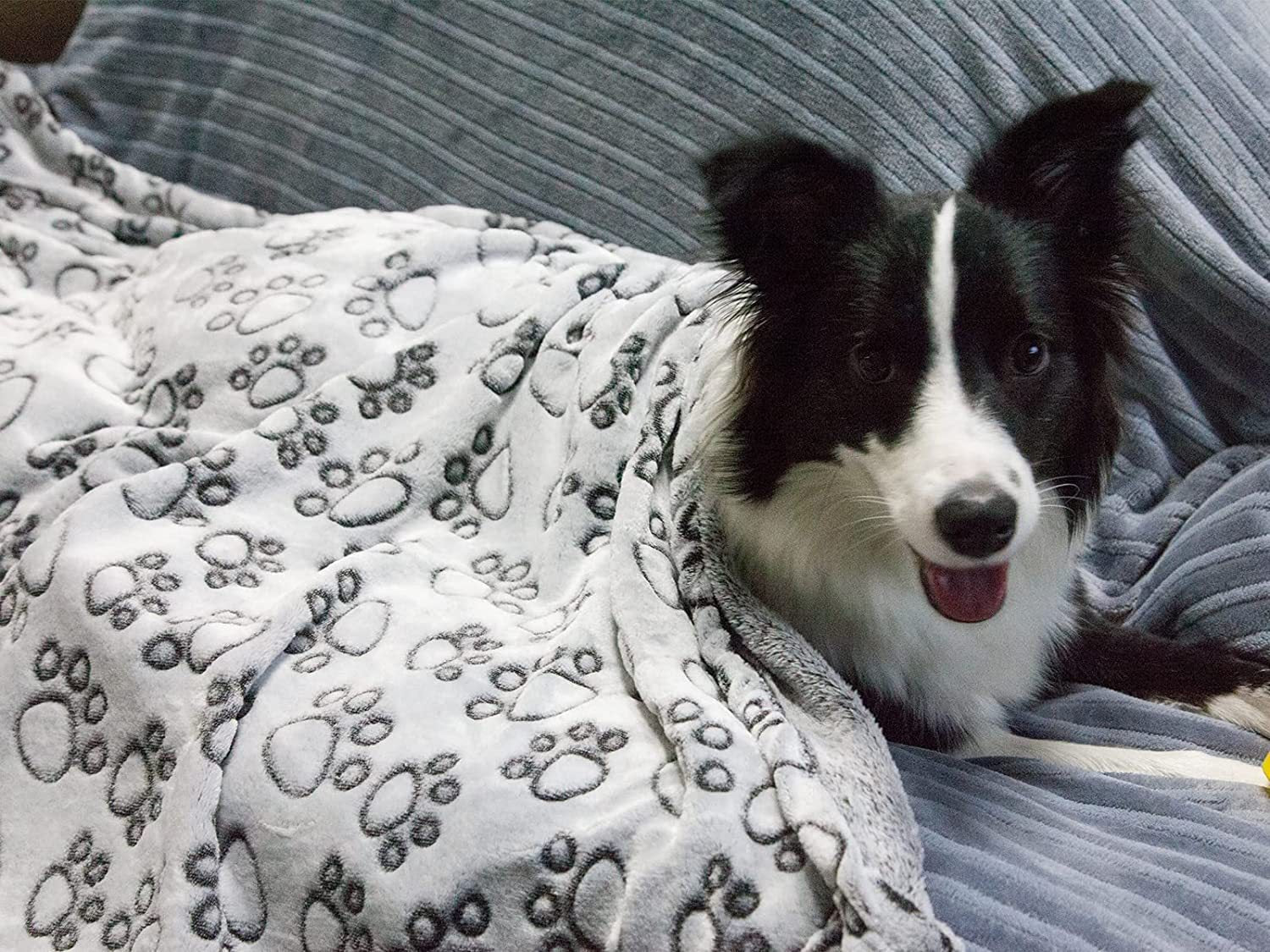 KTX-374035 Flannel Pet Blanket with Gray Cut Flower Footprints – Multiple Sizes Available