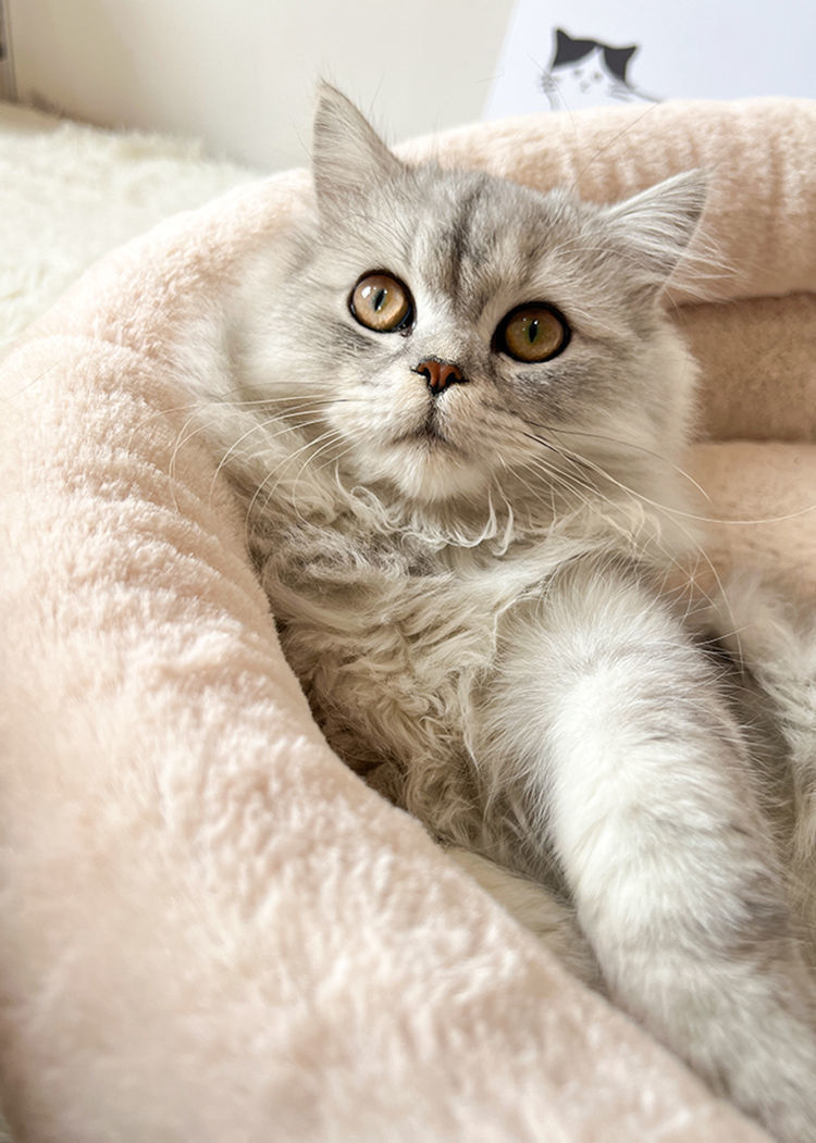 KTX-475795 Indoor Semi-Closed Pet Bed in Striped Linen with Multiple Size Options