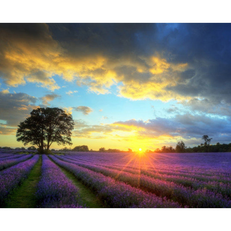 KTX-527315 Digital Oil Painting - Sunset Lavender Landscape, Pure Hand-Painted, 40x50CM, Frameless Linen Art