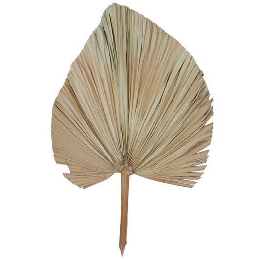 KTX-859347 Dried Palm Leaf for Window Reception and Wedding Arch Decoration