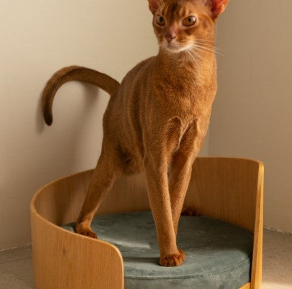 KTX-917587 Removable Solid Wood Cat Bed with Walnut Finish - Sizes 35x24cm & 50x24cm