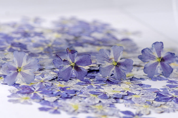 KTX-986067 Dried Flower Bookmark Accessories - Natural Cherry Blossom & Verbena Specimens for Crafting